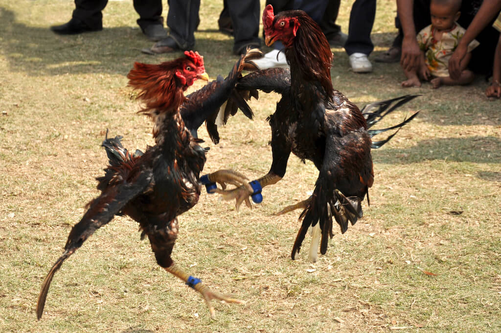 You are currently viewing Alasan Untuk Memainkan Judi Sabung Ayam