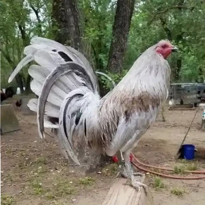 Read more about the article Jenis Ayam Aduan yang Sering Muncul di S128S