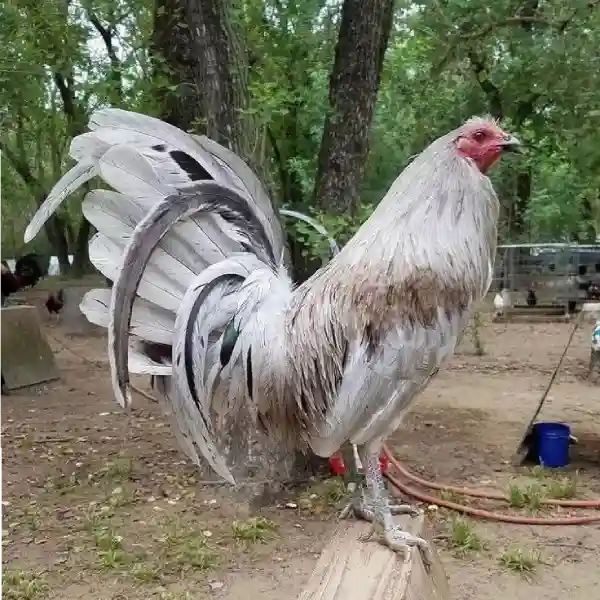 Read more about the article Jenis Ayam Aduan yang Sering Muncul di S128S