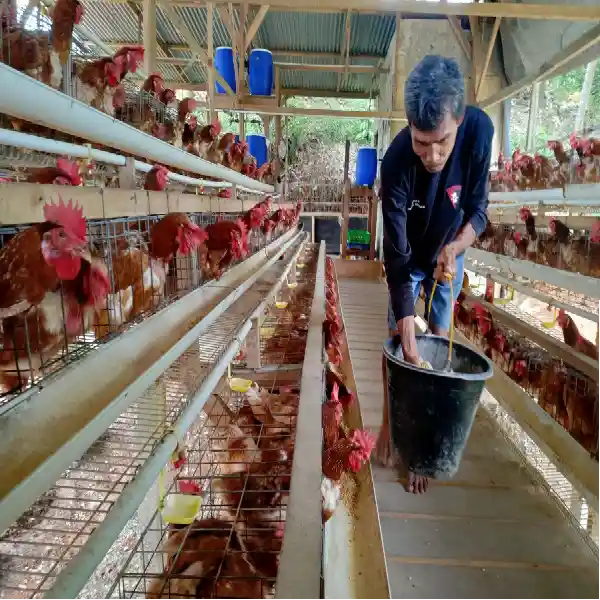 Read more about the article Cara Merawat Ayam dengan Pakan Fermentasi